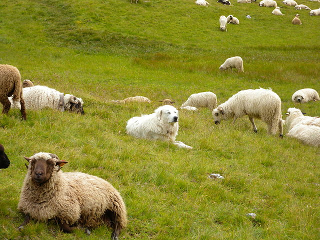 Chien de berger en randonnée : attention danger !