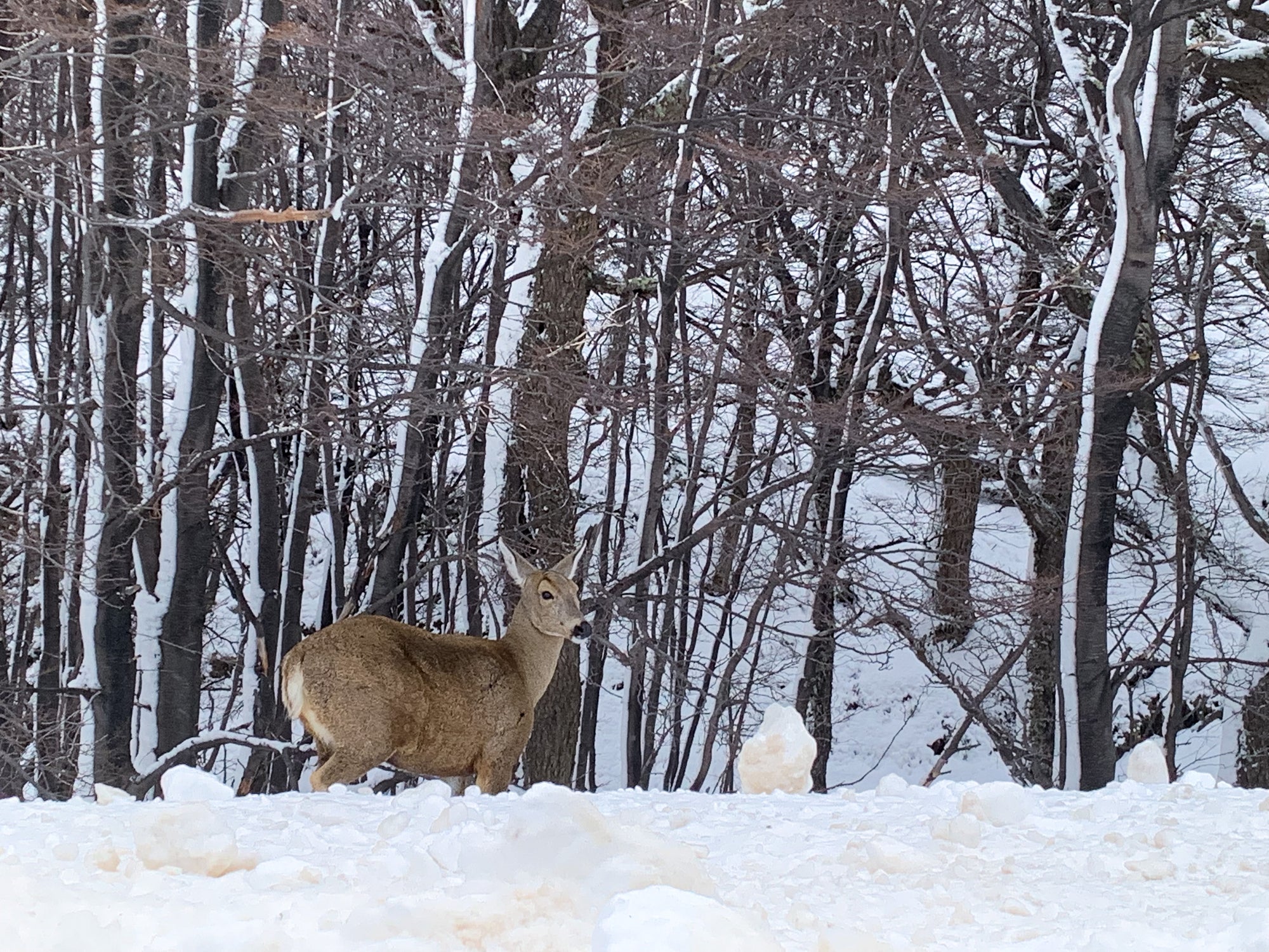 Randonnée dans le parc Torres del Paine : conseils et organisation