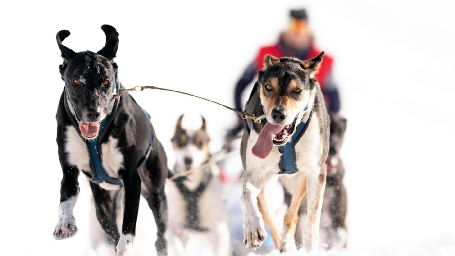 Cimalp, sponsor officiel de la Coste Racedog, gagnante de La Grande Odyssée 2023