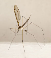 Se protéger des moustiques