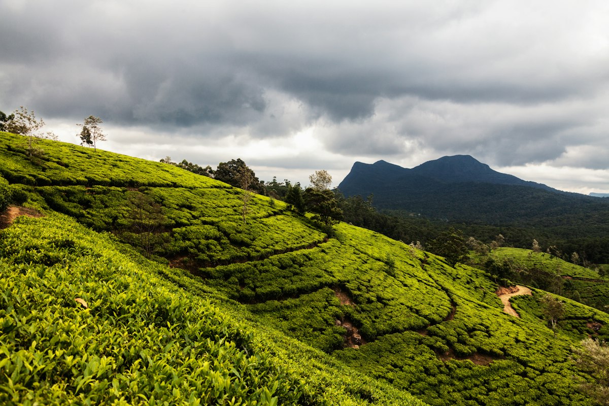 Plantation de thé dans les hautes terres du Sri Lanka