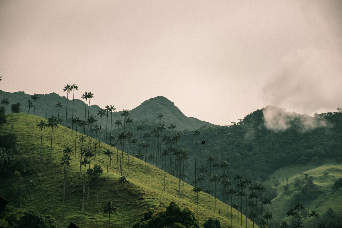 Colline verdoyante couverte de palmiers à cire géants dans la vallée de Cocora, Colombie